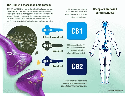 cbd masaža